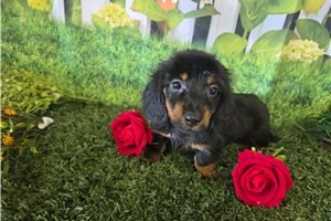 Blaine - Dachshund, Mini for sale