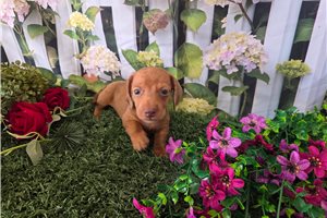 Beau - puppy for sale