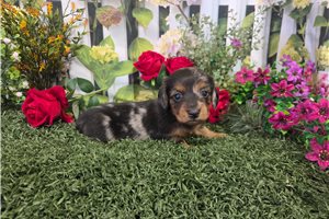 Cassie - Dachshund, Mini for sale