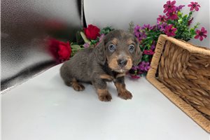 Lazarus - Dachshund, Mini for sale