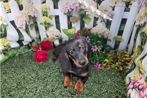 Blaine - Dachshund, Mini, placed in Bloomington