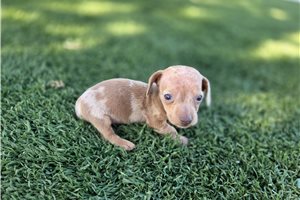 Pheobe - puppy for sale