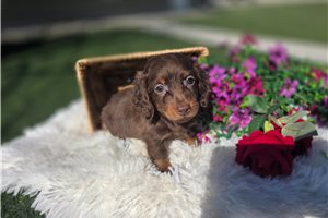 Jasper - Dachshund, Mini for sale