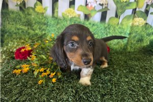 Conrad - Dachshund, Mini for sale