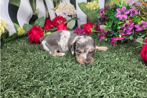 Beverly - puppy for sale