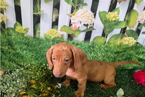 Beau - Dachshund, Mini for sale