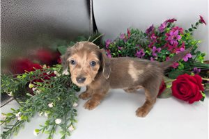 Petra - Dachshund, Mini for sale
