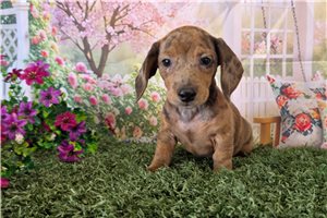 Piper - Dachshund, Mini for sale