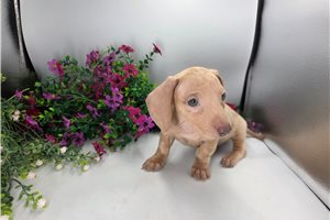 Princeton - Dachshund, Mini for sale