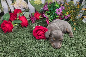Bella - puppy for sale