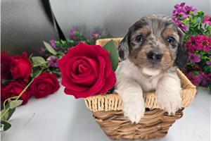 Leopold - Dachshund, Mini for sale