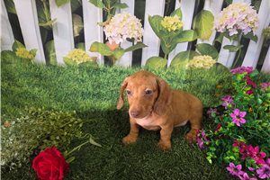 Benny - Dachshund, Mini for sale