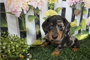 Bruno - Dachshund, Mini for sale