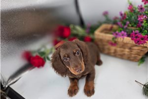 Jasper - Dachshund, Mini for sale