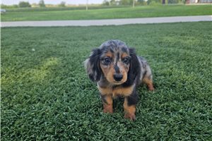 Curtis - Dachshund, Mini for sale