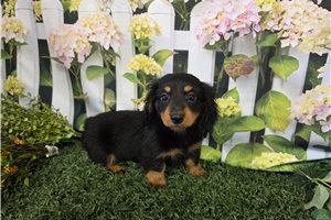 Andy - Dachshund, Mini for sale