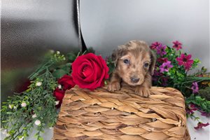 Petra - puppy for sale