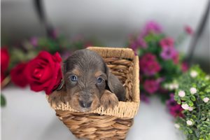 Lazarus - puppy for sale