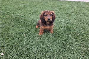 Harrison - Dachshund, Mini for sale