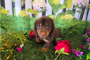 Boston - Dachshund, Mini for sale