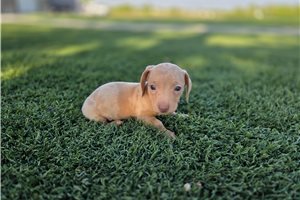 Princeton - puppy for sale