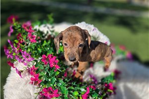 Piper - Dachshund, Mini for sale