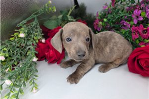 Phineas - puppy for sale