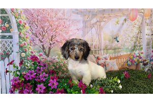Leopold - Dachshund, Mini for sale
