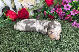 Cinny - puppy for sale