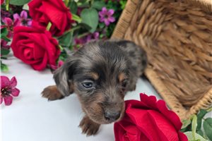 Jillian - puppy for sale