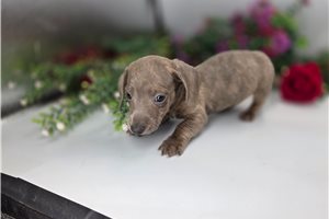 Phineas - Dachshund, Mini for sale