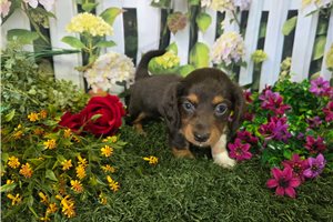 Conrad - Dachshund, Mini for sale