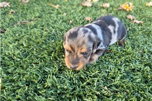Beau - puppy for sale