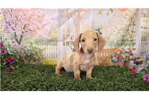 Princeton - Dachshund, Mini for sale