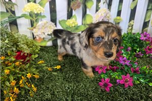 Cedar - Dachshund, Mini for sale