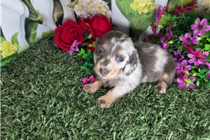 Dasha - Mini Dachshund for sale