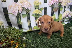 Benny - Dachshund, Mini for sale