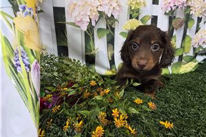 Boston - Dachshund, Mini for sale