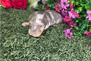 Claire - puppy for sale