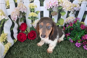 Andre - Dachshund, Mini for sale