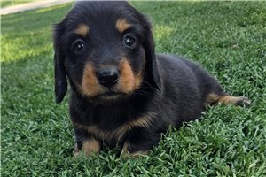 Andy - puppy for sale