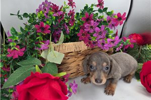 Joshua - Dachshund, Mini for sale