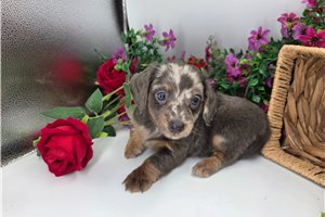 Lillian - Dachshund, Mini for sale