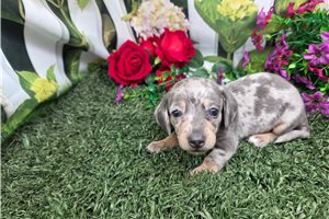Daphne - Mini Dachshund for sale