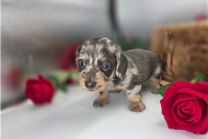 Loren - Mini Dachshund for sale