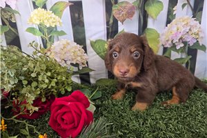 Boston - puppy for sale