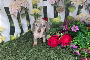 Daphne - Mini Dachshund for sale