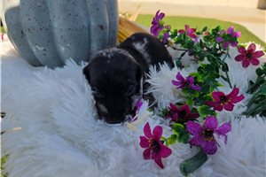 Champ - Dachshund, Mini for sale