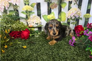 Curtis - Dachshund, Mini for sale