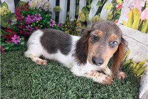 Andre - Dachshund, Mini for sale